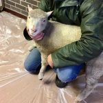 The local farmer from Larne introduced the children at Harbour Bears Pre-School to a little lamb