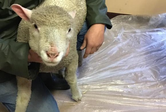 Lamb Alert! Lamb Alert!