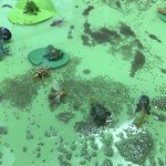 A water table filled with frog spawn and frog toys and lily pads